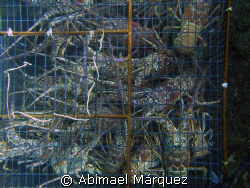 Indicted by the man, Saba Island. by Abimael Márquez 